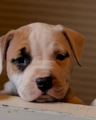 Cuccioli di amstaff disponibili