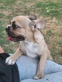 cucciolona bulldog francese 