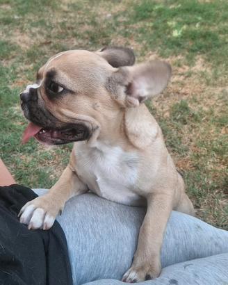 cucciolona bulldog francese 