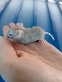 Degu del cile