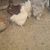 Amrock,Sebright, moroseta