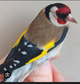 Cardellino maschio di circa un anno