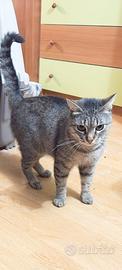 Gattina Carmen