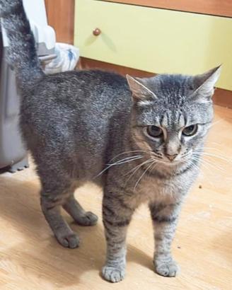 Gattina Carmen