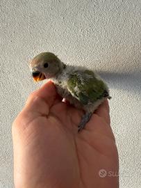 Pulli di inseparabili