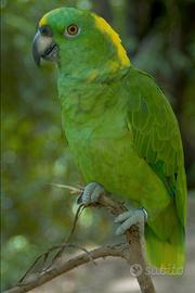 Amazzone Auropalliata