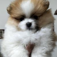 Cucciole Spitz Pomerania nane