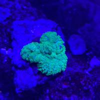 Discosoma verde acquario