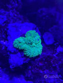 Discosoma verde acquario