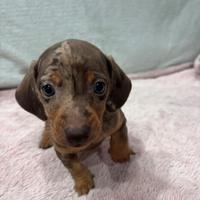 Cucciolo di bassotto nano arlecchino cioccolato