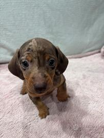 Cucciolo di bassotto nano arlecchino cioccolato