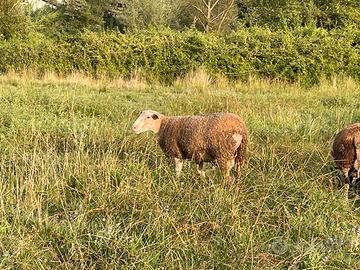 Agnello montone Berrichon