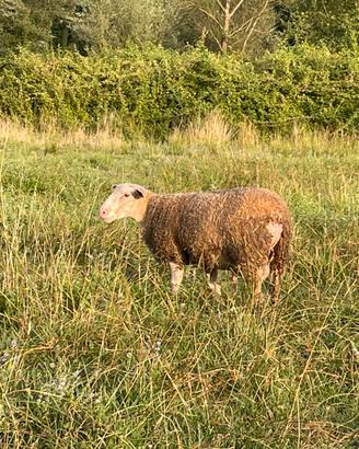Agnello montone Berrichon