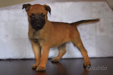Malinois con pedigree