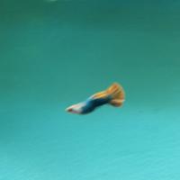 Guppy show