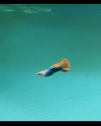 Guppy show