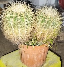 echinocactus - cuscino della suocera 