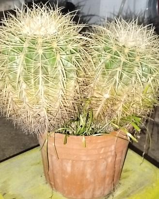 echinocactus - cuscino della suocera 