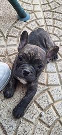Cucciolo Buldog francese