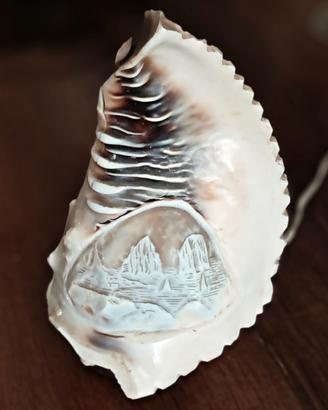 Lampada artigianale ricavata da una conchiglia