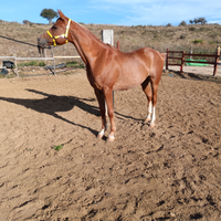 Castrone arabo di 12 anni