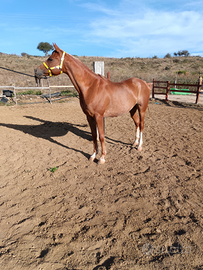 Castrone arabo di 12 anni