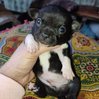 Chihuahua taglia piccola