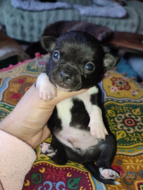 Chihuahua taglia piccola