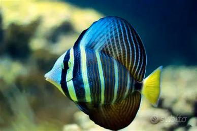 Zebrasoma veliferum