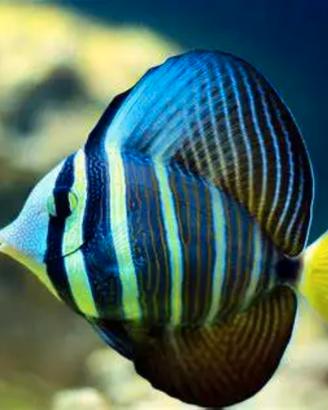Zebrasoma veliferum