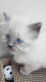 Gattina Ragdoll