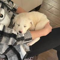 Cuccioli maremmano/labrador