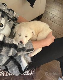 Cuccioli maremmano/labrador