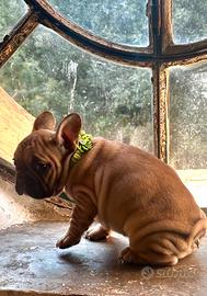 Bulldog francese