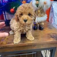 Cucciolo femmina di barboncino Toy