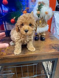 Cucciolo femmina di barboncino Toy