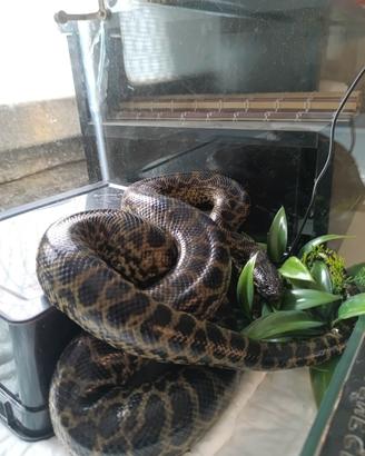 Anaconda gialla