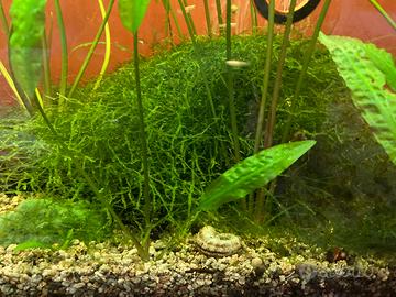 Piante e pesci per acquario