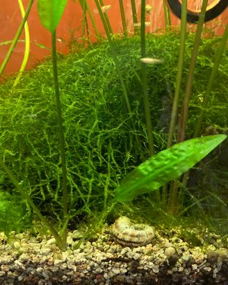 Piante e pesci per acquario