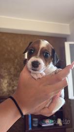 Cucciolo di Jack Russel con Pedigree ENCI