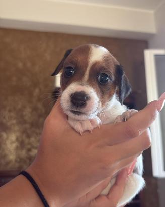 Cucciolo di Jack Russel con Pedigree ENCI