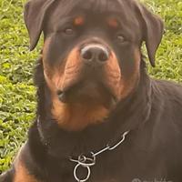 Rotweiller maschio