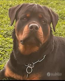 Rotweiller maschio