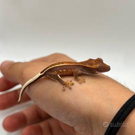 Geco ciliatus Full Pinstripe broken quad