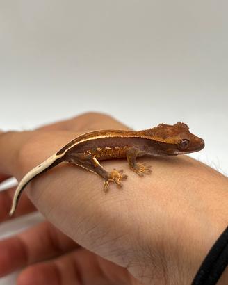 Geco ciliatus Full Pinstripe broken quad