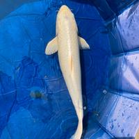 Carpa koi