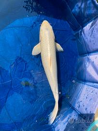 Carpa koi