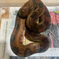 Boa Hypo Leopard het albino Kahl