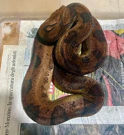 Boa Hypo Leopard het albino Kahl