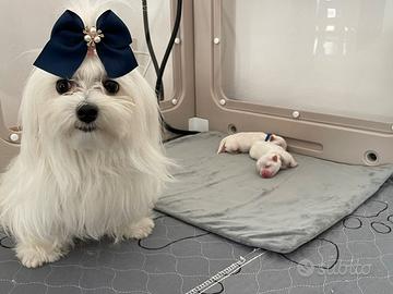 Cuccioli Maltese ENCI La Casa dei Maltesi Cuneo